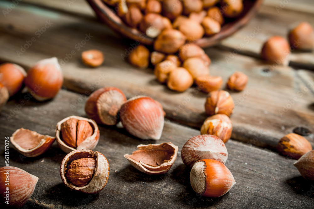 Hazelnuts in the shell.