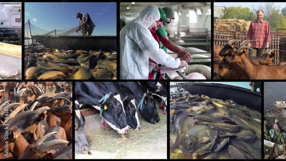 intensive-animal-farming-multi-screen-video-montage-animal