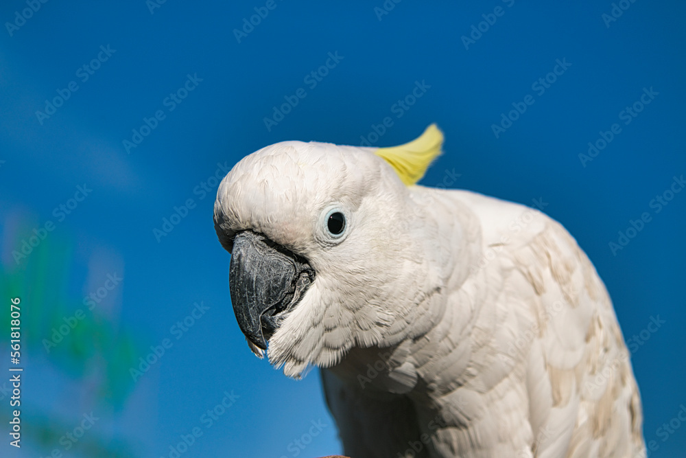 white and yellow cockatoo parrot 