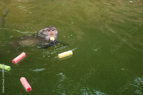 Monkey is swimmimg and eating food from tourist in the reservior. photo