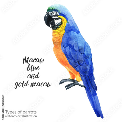 Watercolor macaw blue and gold parrot. Watercolor cute parrot. Watercolor cute animal. Watercolor cute bird. Hand painting postcard isolated white background. birds.