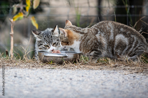 Photography feeding two wild kitten next to a country road