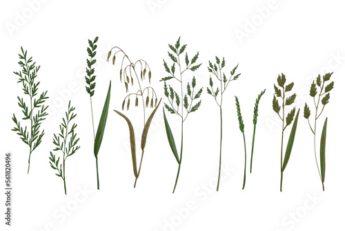 Wild flowers and meadow grasses. Summer field flowers. Botanical illustration. Bluegrass meadow, Perennial Rye Grass, Avena fatua