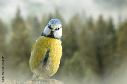 Curious Eurasian blue tit (Cyanistes caeruleus) raised on a wooden log against coniferous forest and fog in the background.