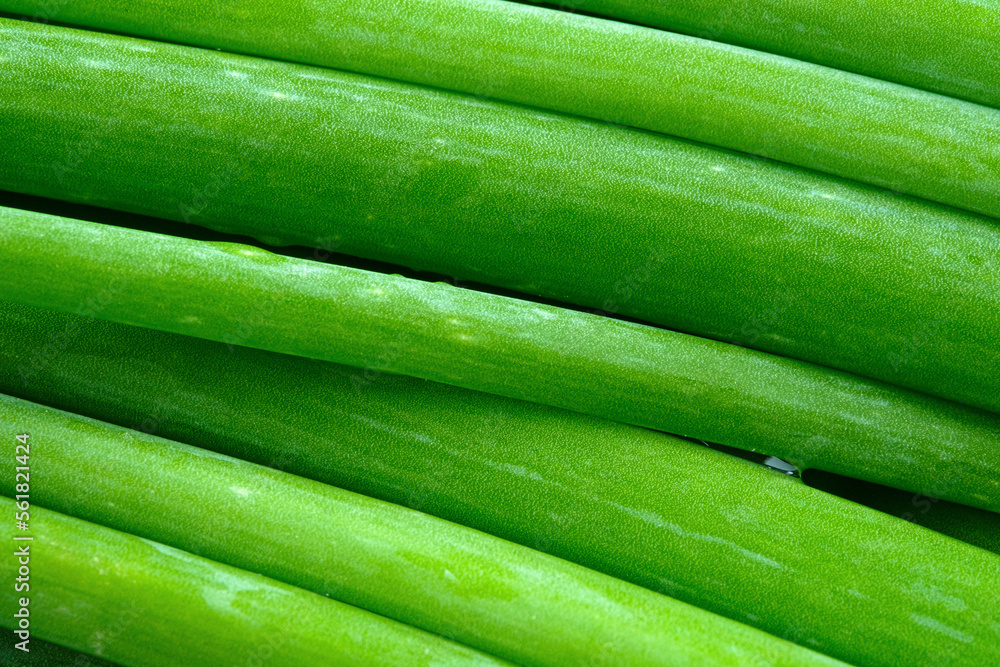 Close up Stalk Onion Flower Stem. Close up Stalk Onion Flower Stem.