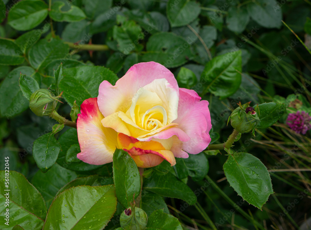 Beautiful bright rose for a greeting card