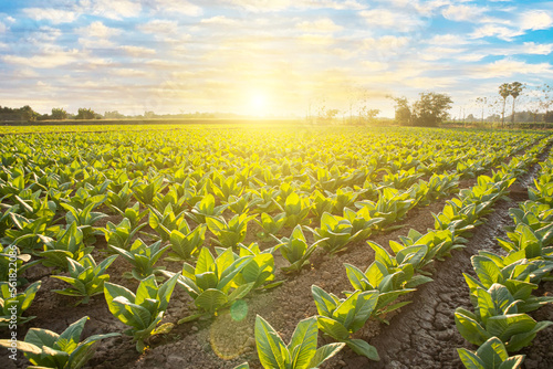 Agriculture of tobacco leaves in the planting season. Growing tobacco in converted tobacco growing in the country thailand , tobacco season agriculture background ,agricultural industry concept. photo