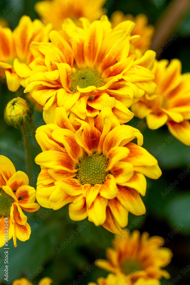 Blooming chrysanthemums planted in the garden Blooming chrysanthemums planted in the garden