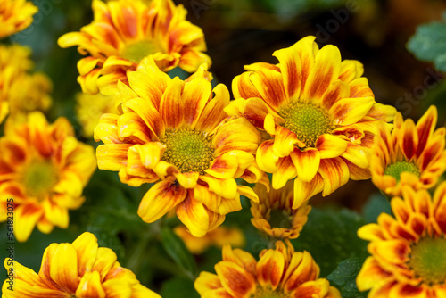 Blooming chrysanthemums planted in the garden