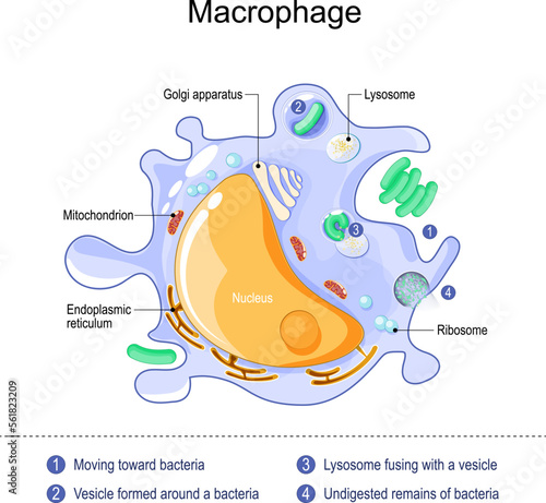 macrophage anatomy. structure of immune cell. photo
