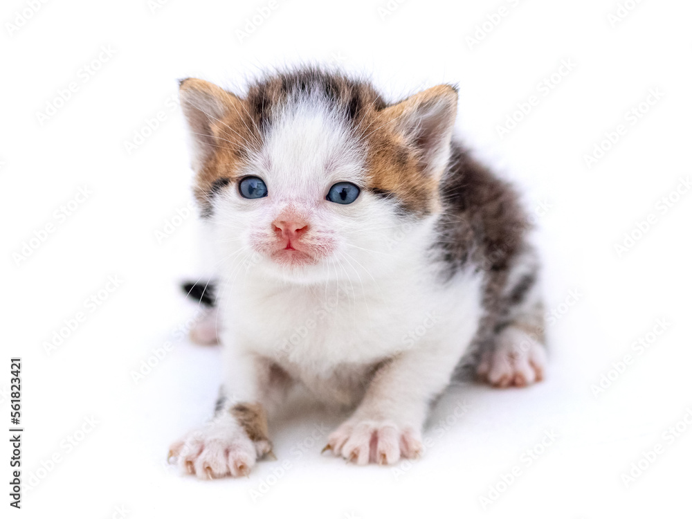 Cute fluffy kitten on white isolated background. Magic cat Cute fluffy kitten on white isolated background. Magic cat