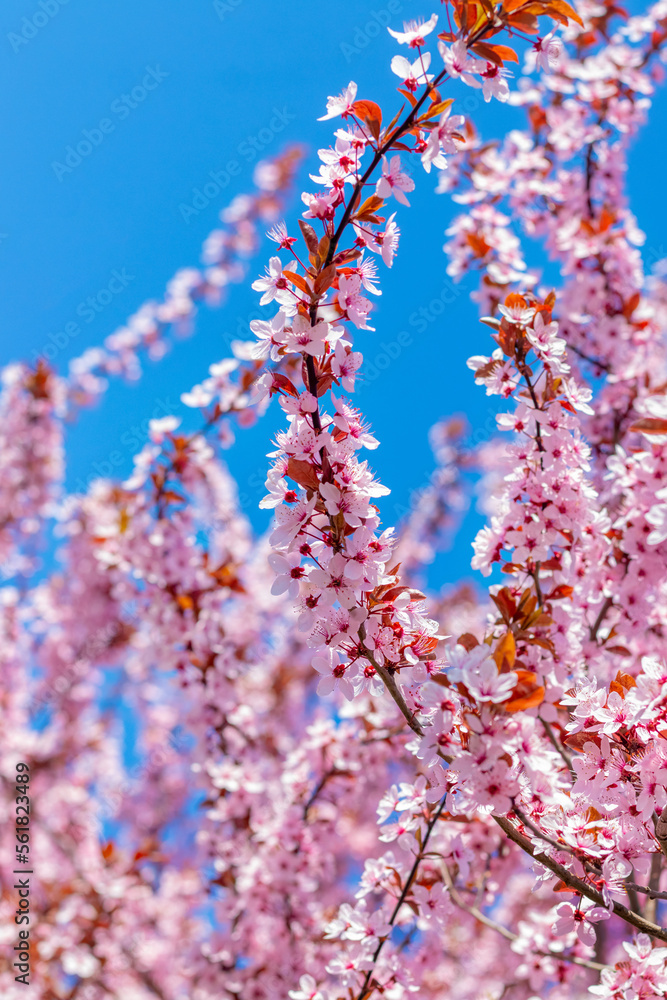 Sakura blossoms. Branch of sakura with pink flowers against the background of blue sky and sunny weather Sakura blossoms. Branch of sakura with pink flowers against the background of blue sky and sunny weather