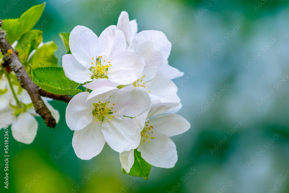 Obraz premium Delicate white flowers of an apple tree on a tree branch on a blurred green background