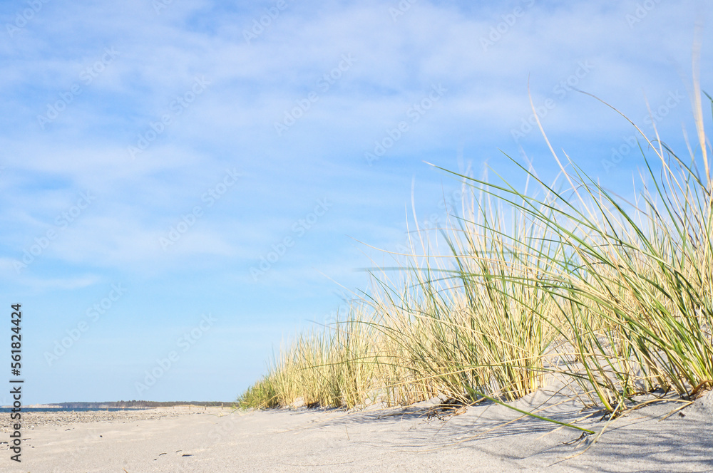 Dune on the beach of the Baltic Sea with dune grass. White sandy beach on the coast Dune on the beach of the Baltic Sea with dune grass. White sandy beach on the coast