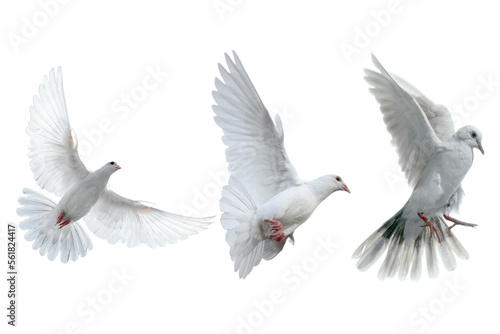 Tableau sur toile white dove in flightcon transparent background
