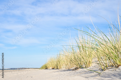 Dune on the beach of the Baltic Sea with dune grass. White sandy beach on the coast