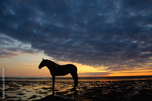 Iberian Horse Sunset
