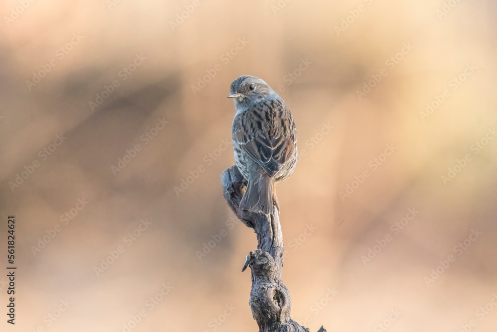 Dunnock (Prunella modularis) taken from behind perched on a dry vite branch against bokeh background in the golden hour, Italian Alps.