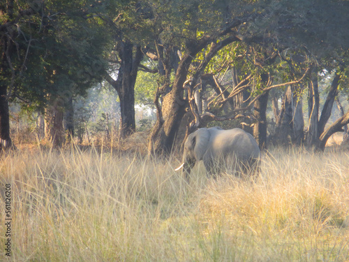 African elephant in front of forest, in South Luangwa National Park, Zambia