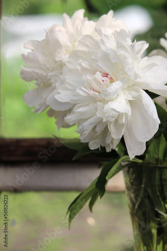 white flower on a green