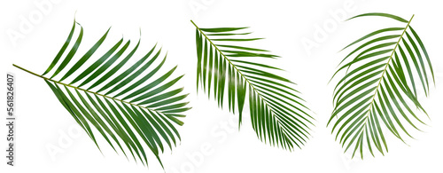 Palm leaves Green nature Tropical forest isolated on transparent background - png	
