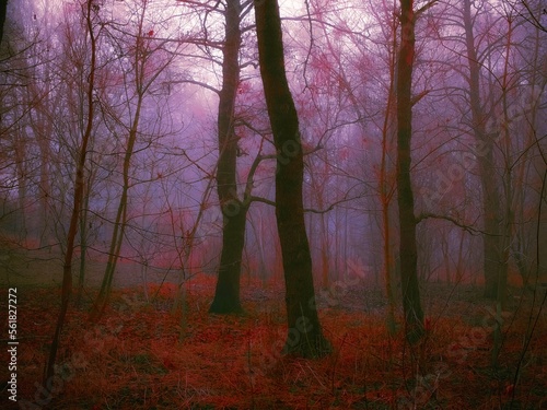 Dreamy foggy dark forest. Moody forest landscape. Beautiful autumn nature. Mystic strange woods.