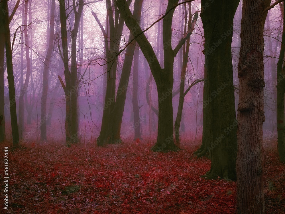 Dreamy foggy dark forest. Moody forest landscape. Beautiful autumn nature. Mystic strange woods.