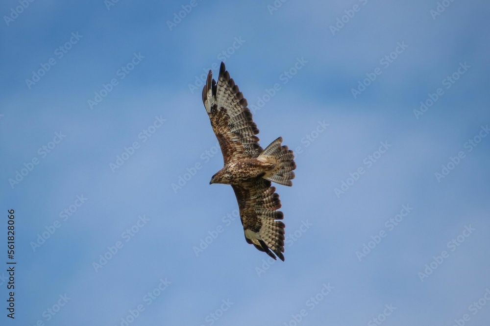 Fototapeta premium Buzzard flying