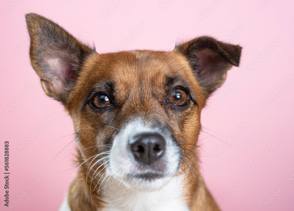 Portrait of a cute dog jack russell terrier on a pink background. A beautiful dog with an insightful look.