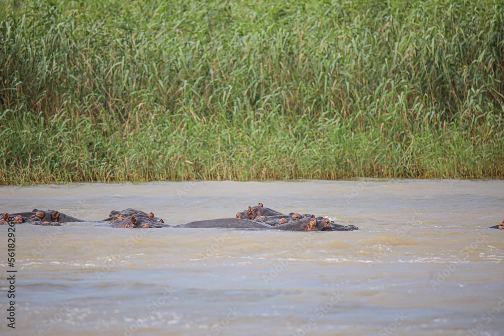 Fototapeta premium Hippo Safari