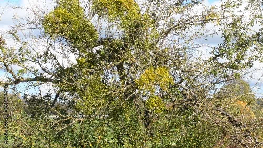 Mistletoe, medicinal plant in a fruit tree, wide and closeup view Mistletoe, medicinal plant in a fruit tree, wide and closeup view