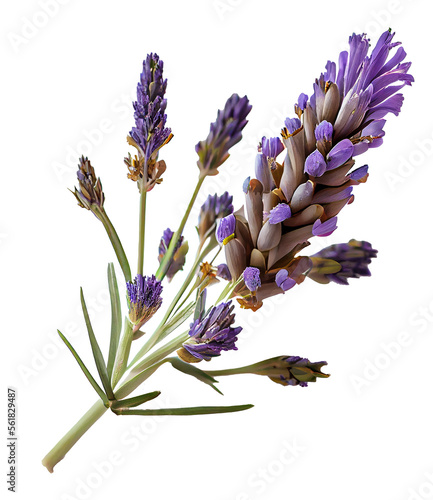 Lavender Flower on the White Background. Generative AI