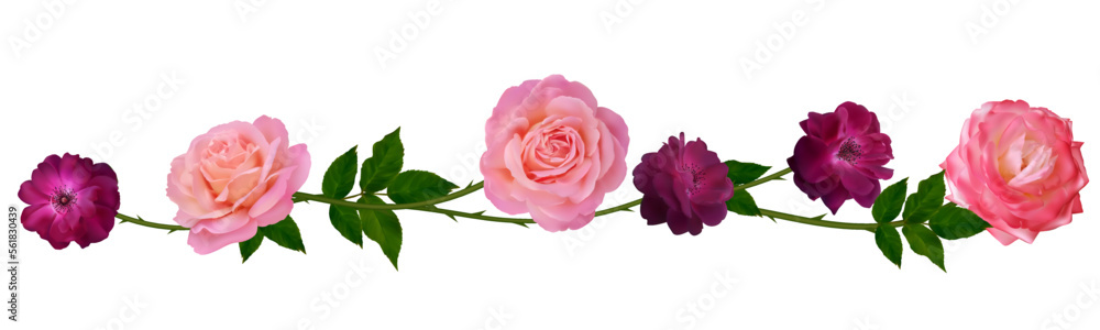 Red and pink roses. Floral pattern. Flowers. Leaves. Isolated. Border. Red and pink roses. Floral pattern. Flowers. Leaves. Isolated. Border.