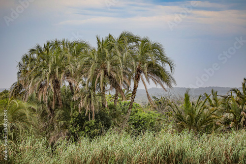 Fototapeta Naklejka Na Ścianę i Meble -  Palm Trees in Wind