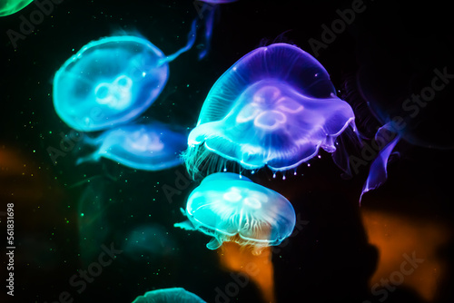 Beautiful Jellyfish drifting at the sea life Aquarium in Sydney Australia