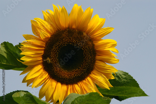 giant sunflower against a clear blue summer sky
