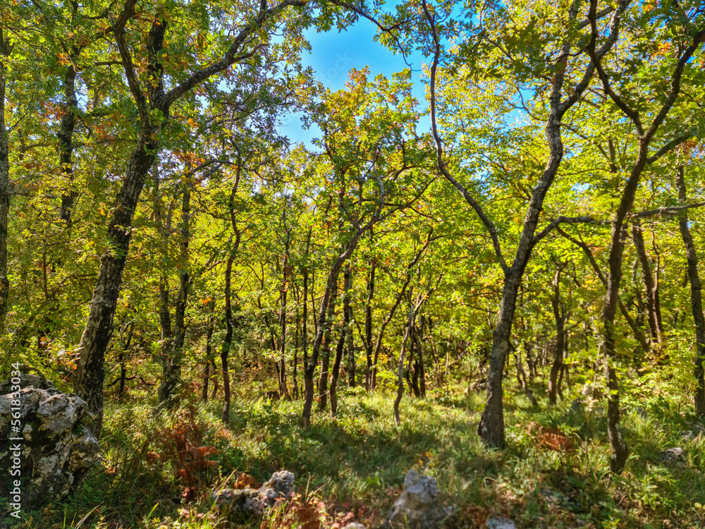 Idyllic hiking trail through forest in autumn from Sveti Stefan to Goli Vrh, Montenegro, Balkan, Europe. Mystical light shining through the tree trunks creating magical atmosphere. Dinaric mountains