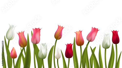 Flowers. Floral background. White. Pink tulips.