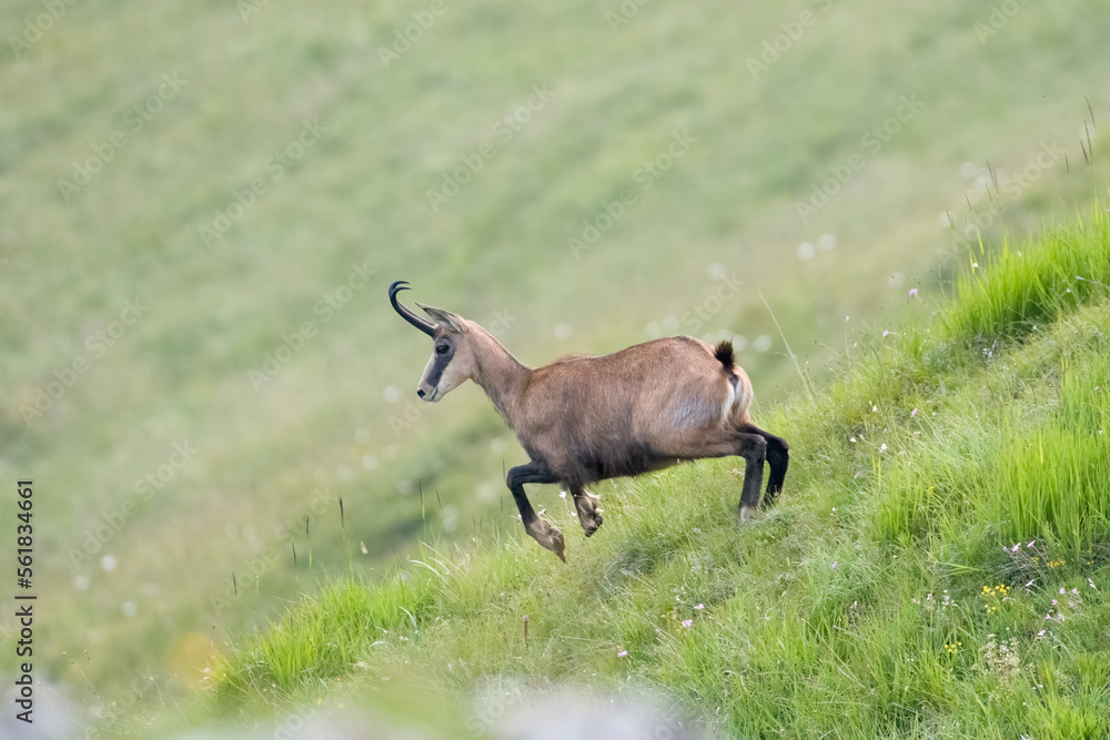 Alpine chamois (Rupicapra rupicapra) jumping in a green summer alpine meadow, Italian Alps. Mountain goat in its habitat.