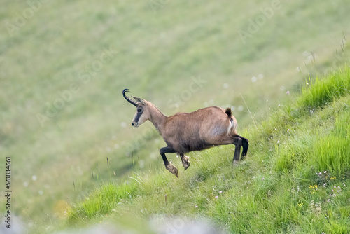 Obraz na płótnie Alpine chamois (Rupicapra rupicapra) jumping in a green summer alpine meadow, Italian Alps. Mountain goat in its habitat. w salonie