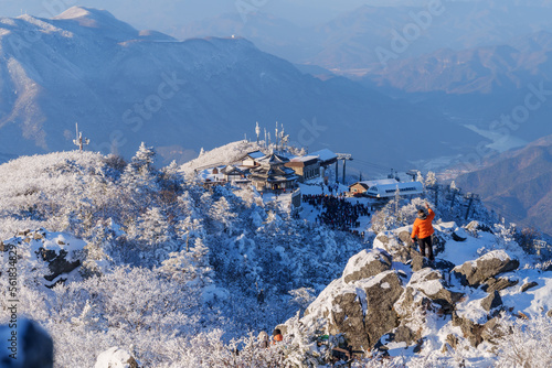 Muju resort Snow flake covered tree at Muju deogyusan ski resort in at deogyusan mountain in muju city south Korea photo