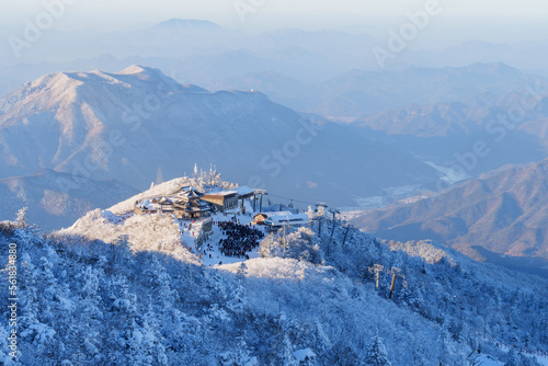 Wallpaper Mural Muju resort Snow flake covered tree at Muju deogyusan ski resort in at deogyusan mountain in muju city south Korea Torontodigital.ca