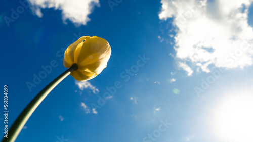 The blue sky above alone yellow tulip