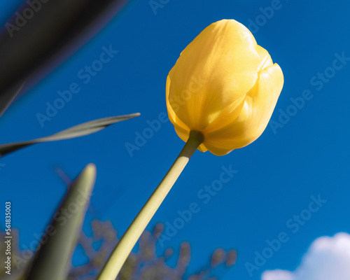 An yellow tulip on the background of blue sky