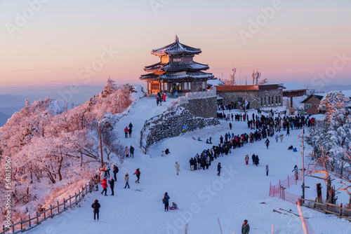 Wallpaper Mural Muju resort Snow flake covered tree at Muju deogyusan ski resort in at deogyusan mountain in muju city south Korea Torontodigital.ca