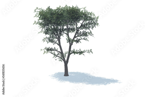 tree isolated on white
