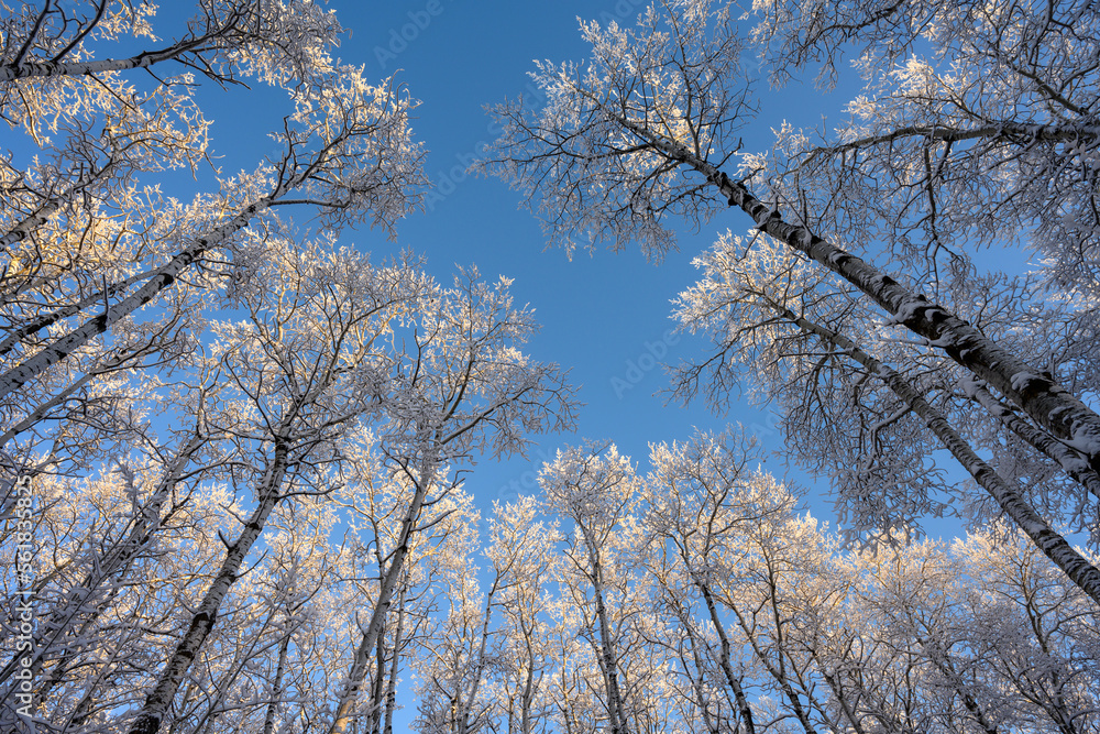 Looking through frost covered aspen trees with no leaves at a clear blue sky.
Looking through frost covered aspen trees with no leaves at a clear blue sky.