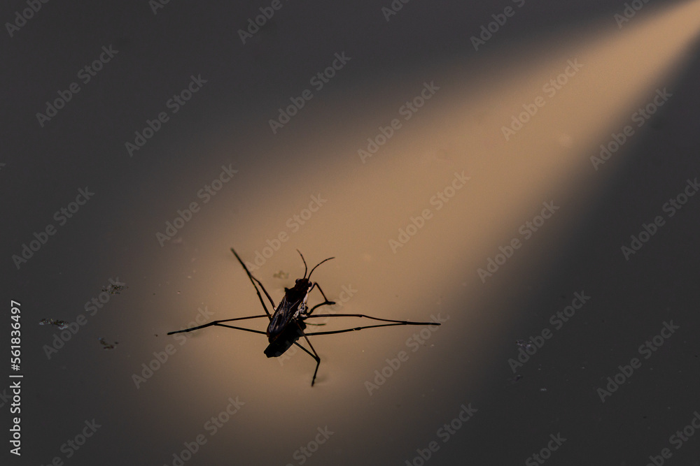 insecte sur plan d'eau insecte sur plan d'eau