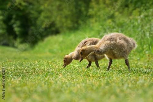 two goslings eating grass on a green meadow