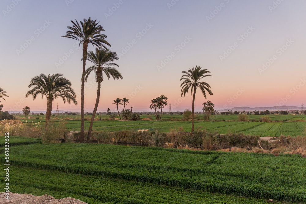Lush fields along river Nile in Egypt